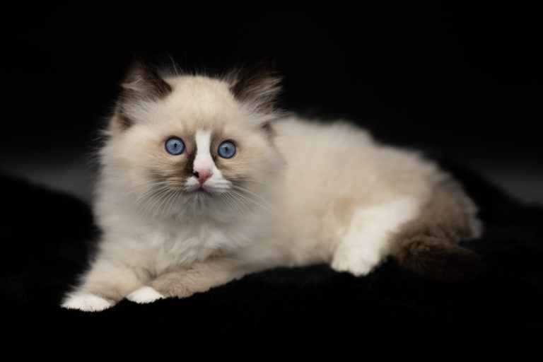 106297436 2910014945794576 1324580116477512828 o 1 768x512