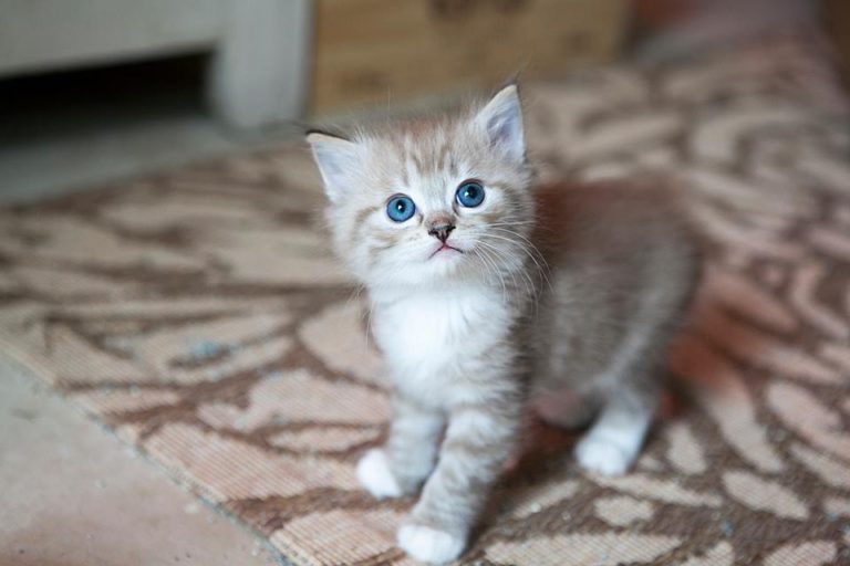 130463853 3835592323129449 9159553354265397858 n 1 768x512