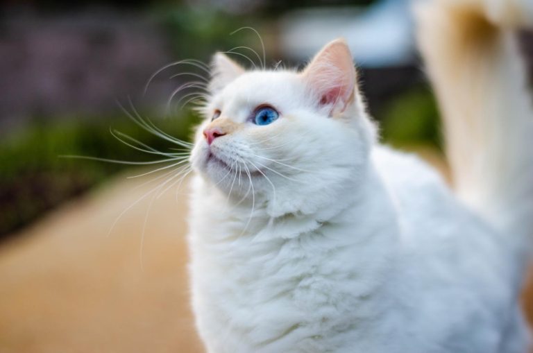 135739391 216150183477813 1501165659607424803 o 1 768x509