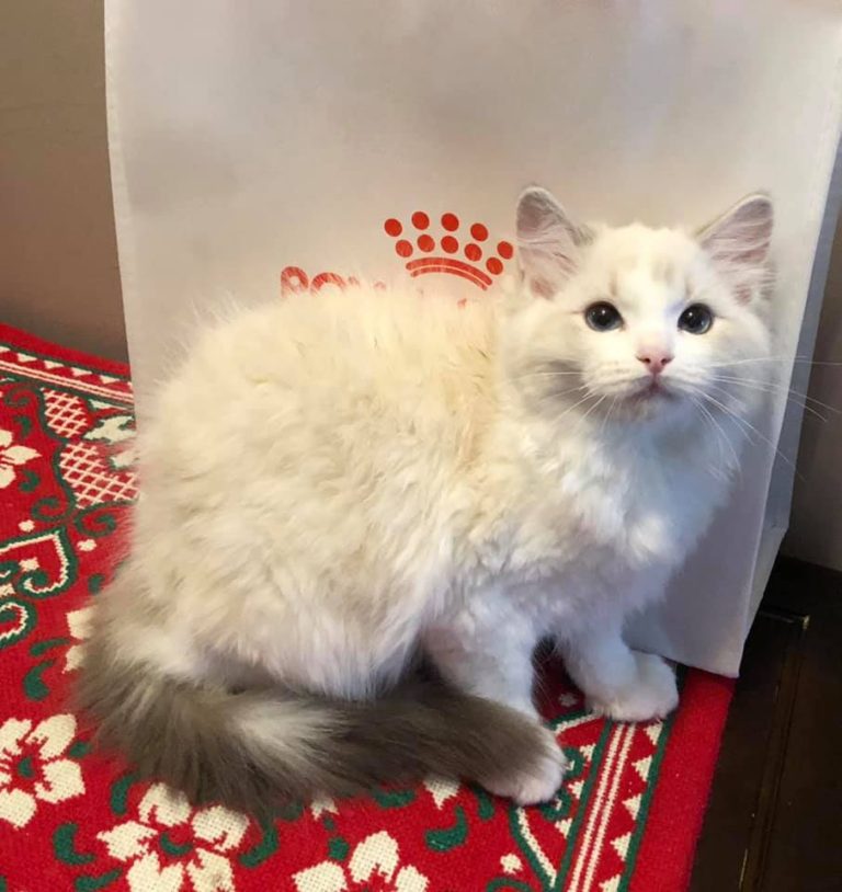 137634208 2862870774002068 8199062490585757799 n 1 768x814