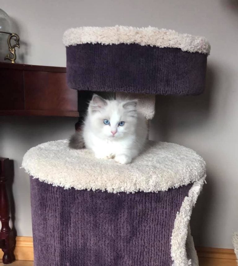 140816371 2869935449962267 7788286123767146210 n 1 768x859