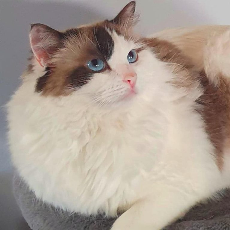 141733259 816950535528927 6685999300260748315 n 2 768x768