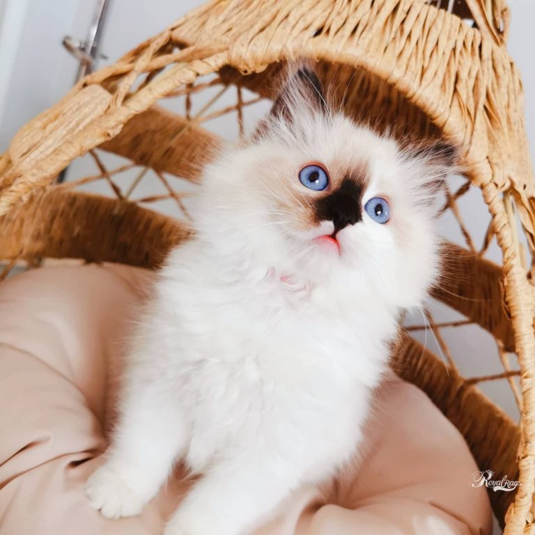 144953981 1051057462071530 7658960378625769374 o 1 768x768