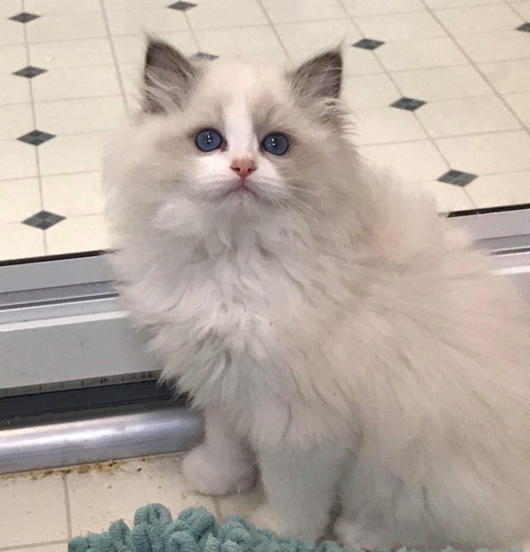 145293549 3756752681082178 1356630761461333824 o 1 768x799