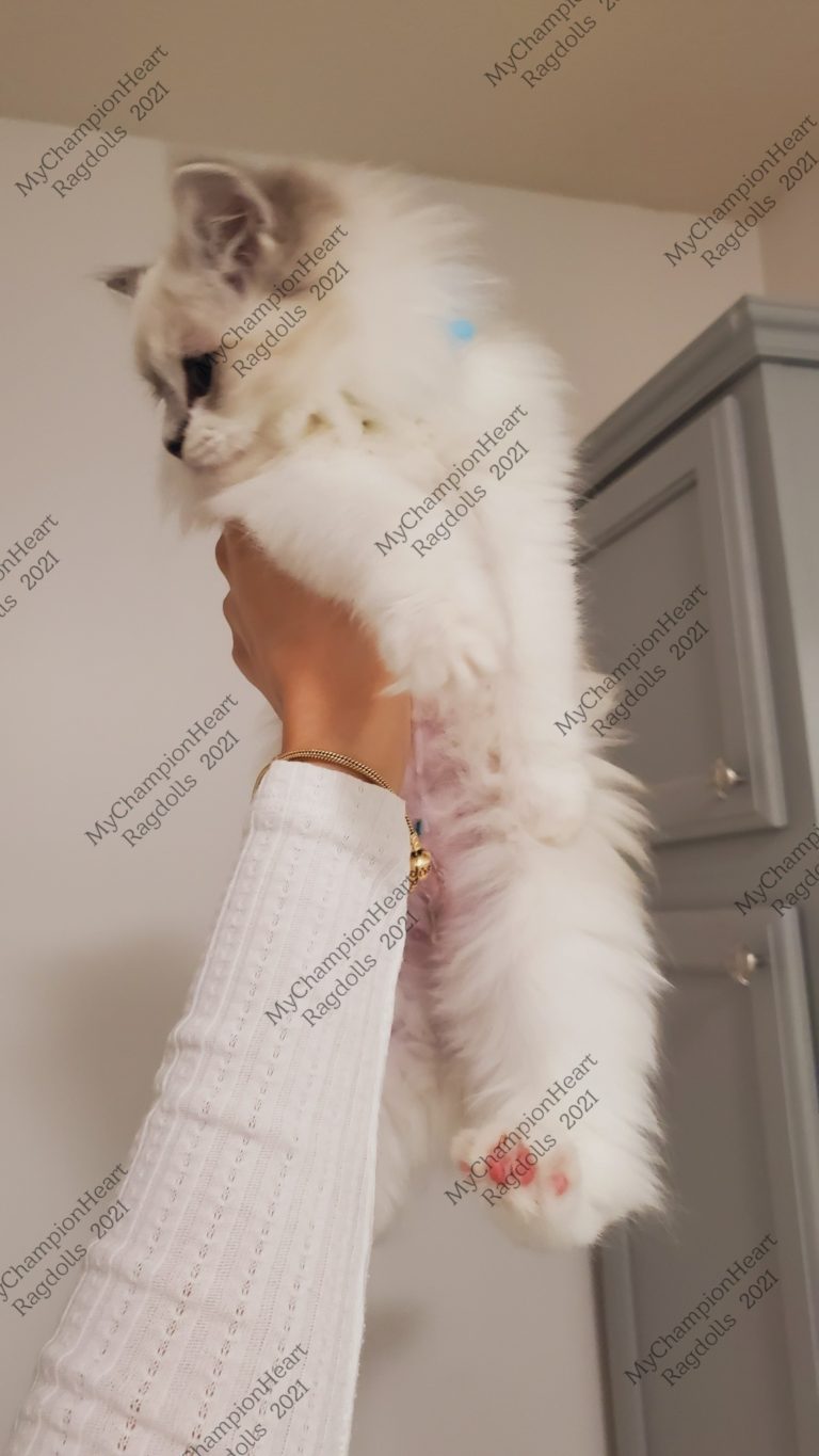 145659777 885651612217925 7595282628455505883 o 1 768x1365