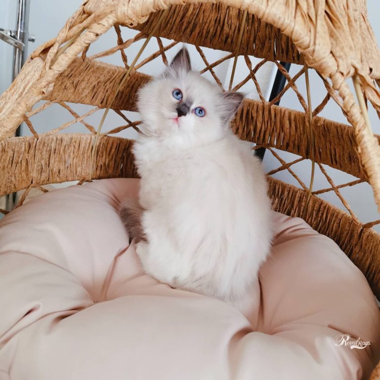 146303797 1051057458738197 1840388921833521617 o 1 768x768