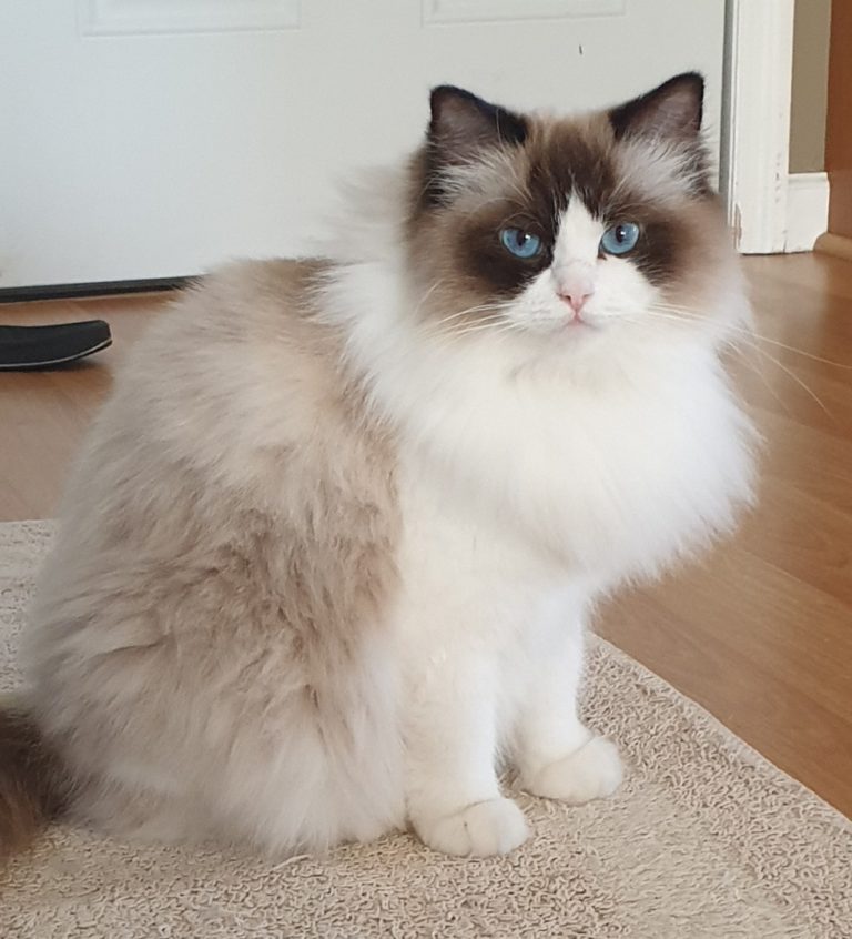 146597208 3765551546868958 1489984446584920004 o 1 768x846