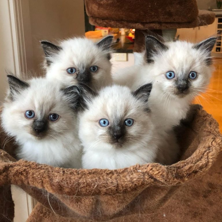 146880375 1680513615493326 1348506284350400412 o 1 768x768