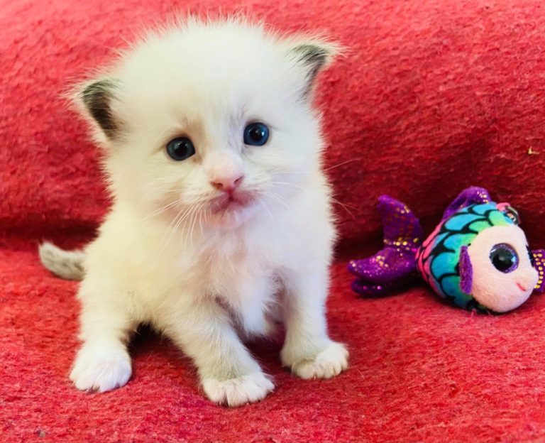 147133689 5190331837659880 5634747051229674760 o 1 768x624