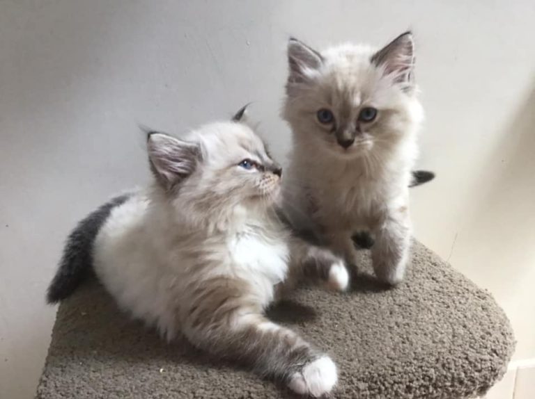 147480753 5493828397301810 4928069525844262391 n 1 768x574