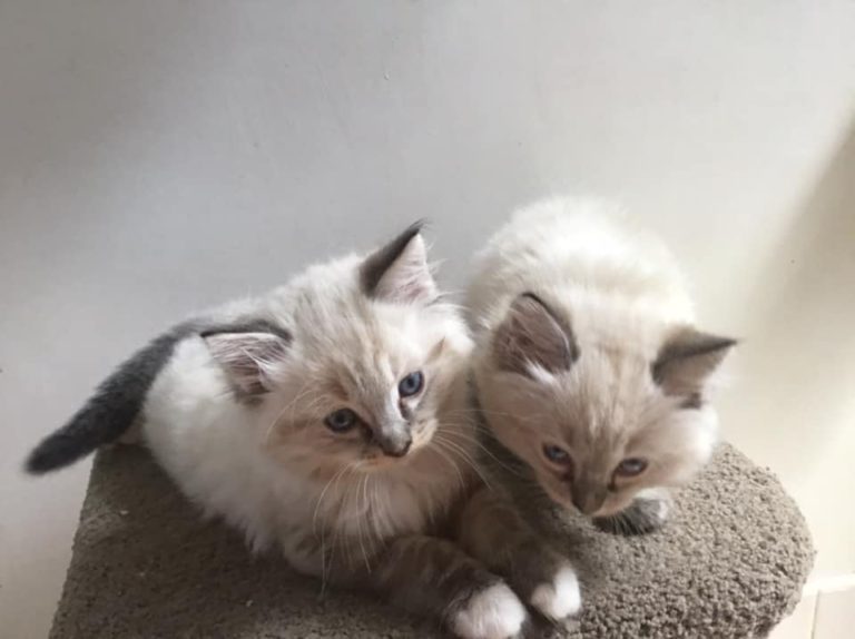 147964721 5493828367301813 6912291119787214257 n 1 768x574