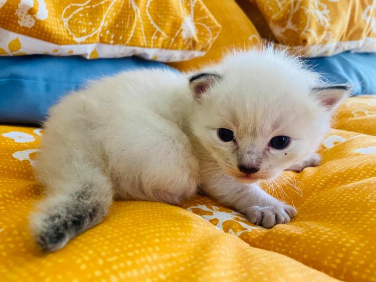 148145118 5184413134918417 8697624622530261563 o 1 768x576