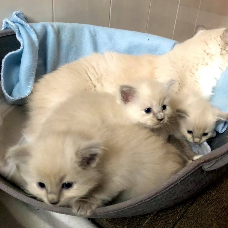 148435082 704260310258059 9021920013461629075 o 1 768x768