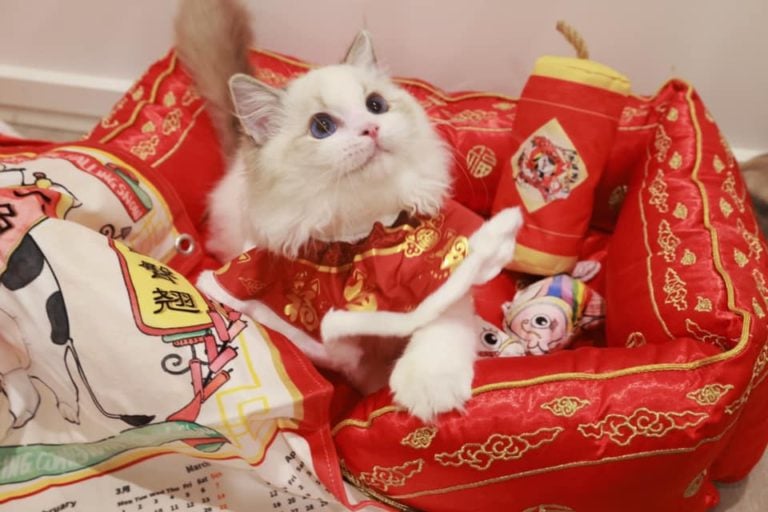 148586194 2784011425196648 7840691264889870126 n 1 768x512