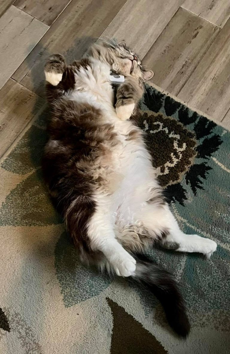 151669745 796700321018147 1648174243261305832 o 1 768x1182