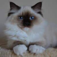 33740370 1757752657648867 4163189873928306688 o 1.jpg nc cat106ccb3 nc siddbb9e7 nc ohc 5Zvj7vjtGwAX XqImN nc htscontent dfw5 2 1
