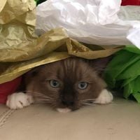 40463912 235947257093459 2187396117656764416 n 1.jpg nc cat103ccb3 nc siddbb9e7 nc ohcMRnZ15CxEMkAX8VDkvZ nc htscontent dfw5 1 1