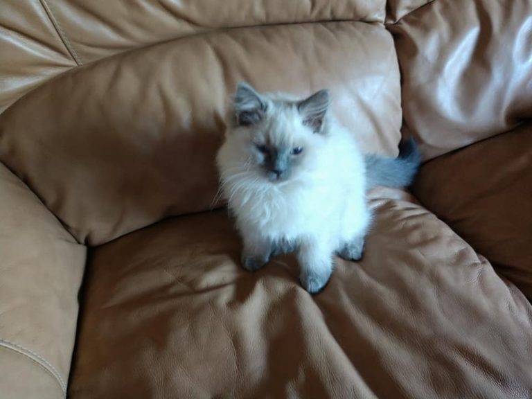 79961782 2624765010948912 388537340189999104 n 1 768x576