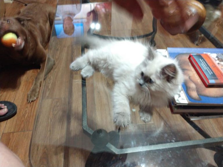 80693855 2624765060948907 3846954421221064704 n 1 768x576