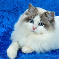 84410257 140340370783071 1685391144575303680 n 1.jpg nc cat110ccb3 nc siddbb9e7 nc ohcGw7BkEpQmksAX9mdqFx nc htscontent dfw5 1 1
