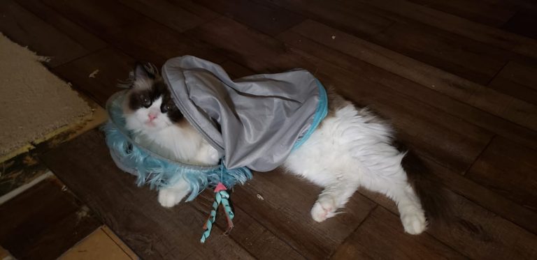 148289400 3749621188448320 2076535103279597706 o 1 768x373