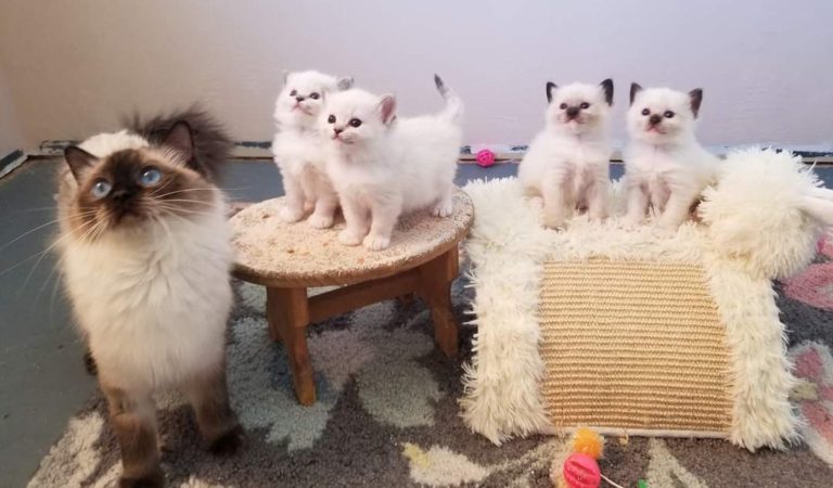 154672563 1064698984006147 745794376417787813 o 1 768x450