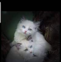 84442090 2753405634888923 2337382324162789376 o 1.jpg nc cat107ccb3 nc siddbb9e7 nc ohcMky0Qu1SIPYAX ESY4a nc htscontent dfw5 2 1