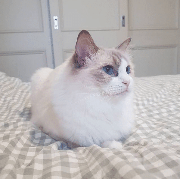 Lilac Ragdoll Kitten Lilac Ragdoll Kitten