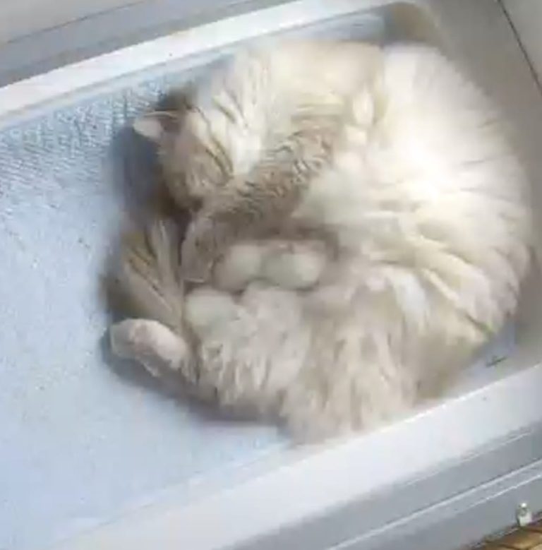 160306080 760749981168250 6773699525209935273 n 1 768x779