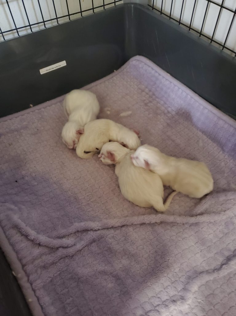 161264441 760393481203900 3189693377156416159 n 1 768x1029