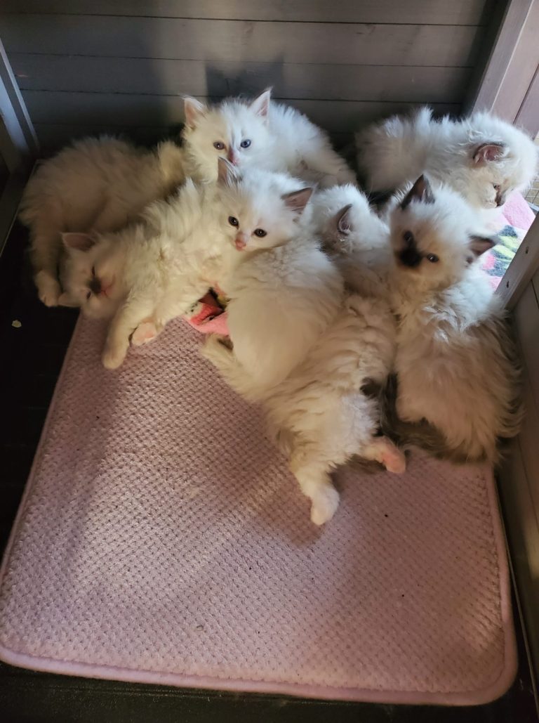 161713063 762929487616966 893165340239640017 n 1 768x1029