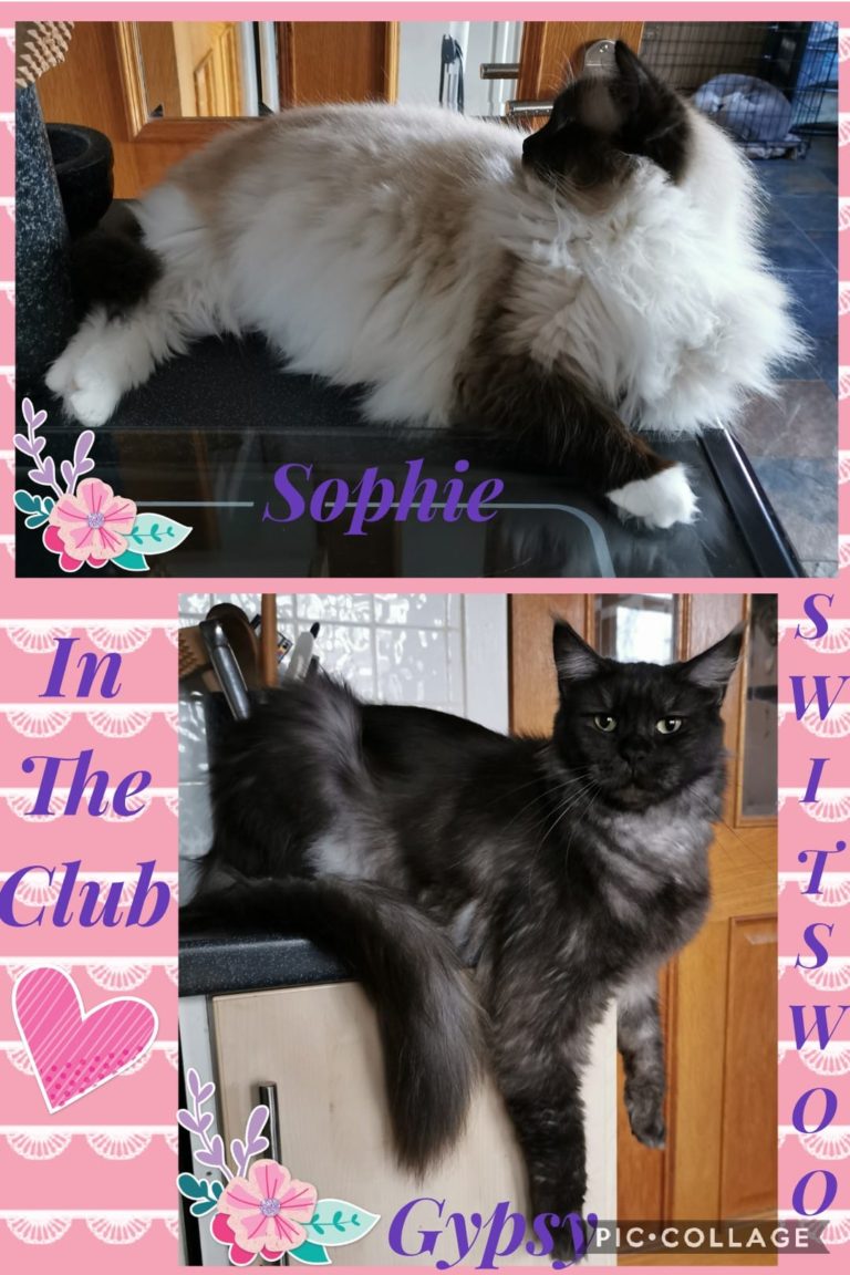 163832347 820307398559211 2600942355464612298 n 1 768x1152