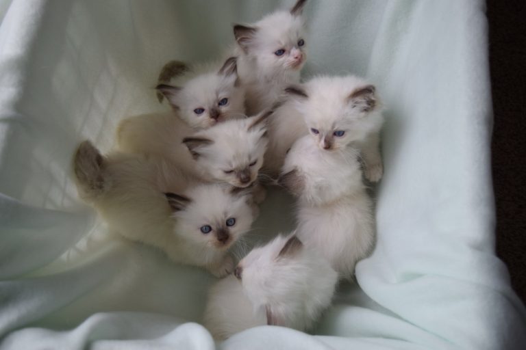 164487213 3930420557014330 2894107420243187238 n 1 768x512