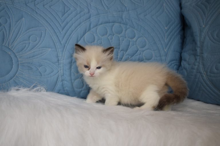 164647195 3930419223681130 8082617467697006771 n 1 768x512