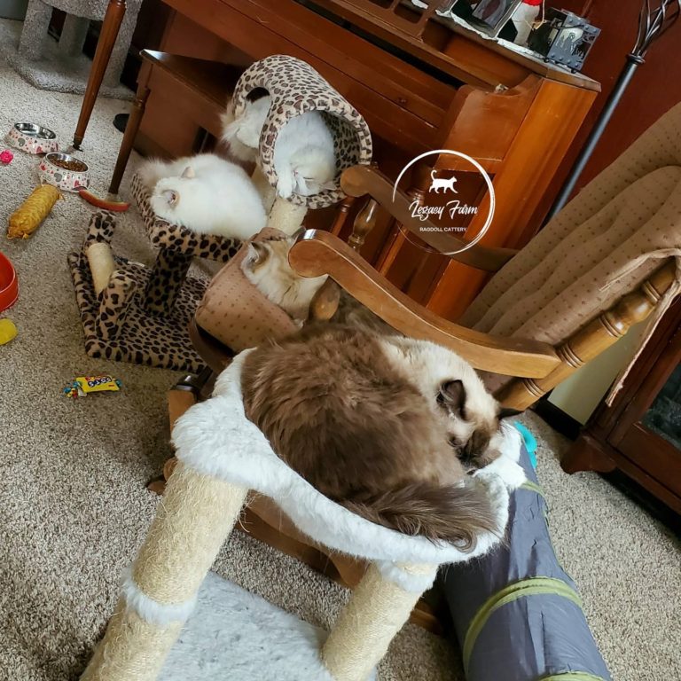 164655261 2507176759591174 3903898546813515833 n 1 768x768