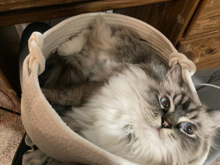 166164605 4392263057467193 6064103840340006543 n 1 768x576