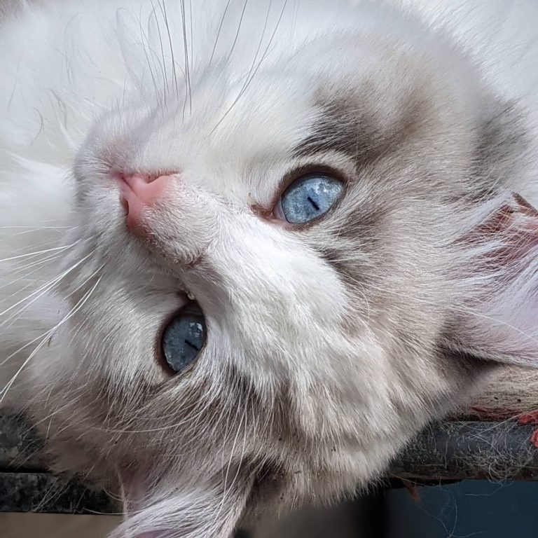 166901570 4178096628903092 7065131984819683484 n 1 768x768