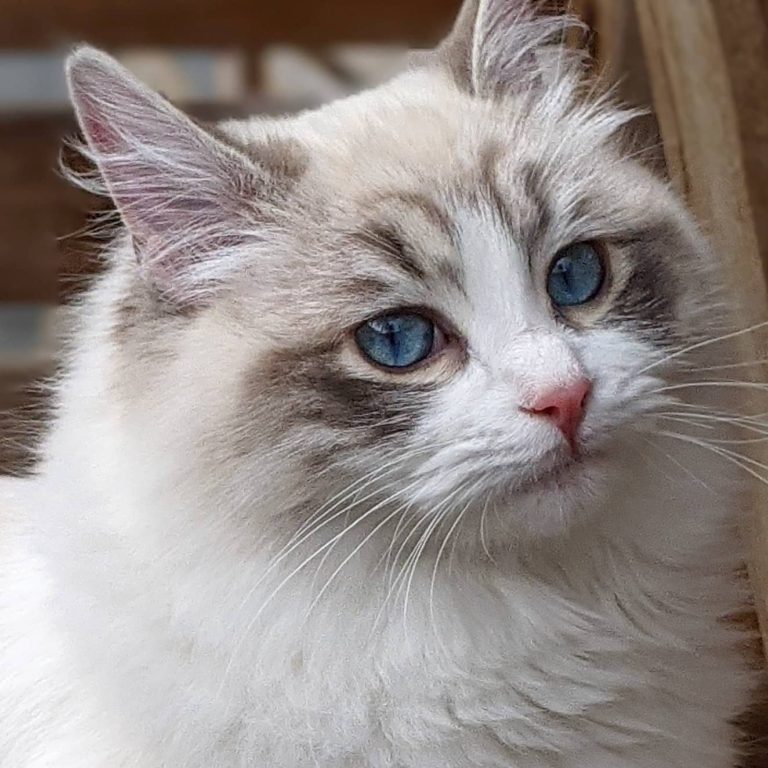 167467803 4178096292236459 4532060428674962446 n 1 768x768