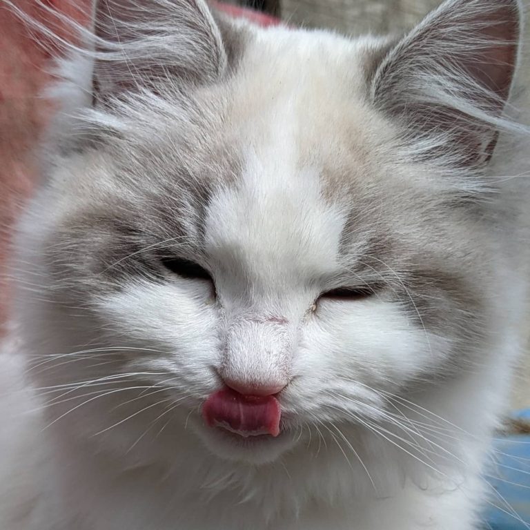 167866758 4178096922236396 5849325505031523474 n 1 768x768