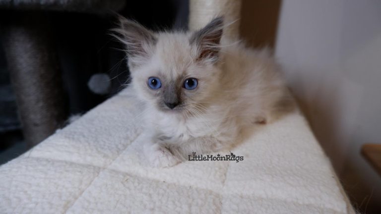 167869131 2819860734938441 8892897811535450063 n 1 768x432