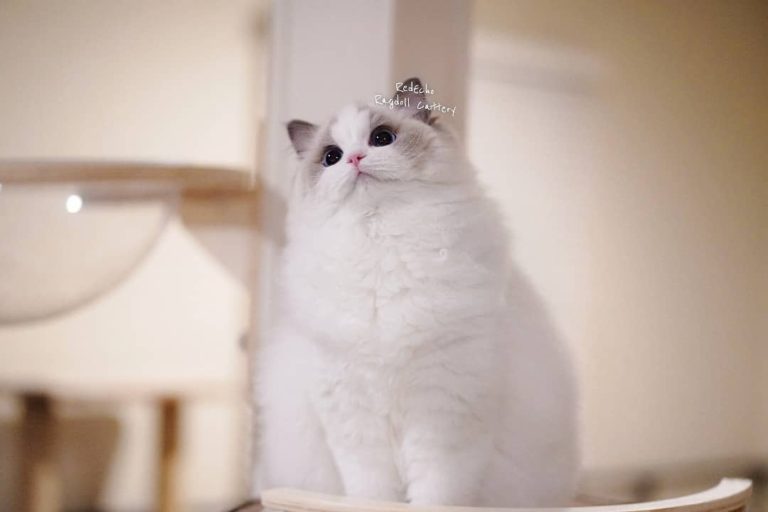 168259209 752542202117897 6976782694083103327 n 1 768x512