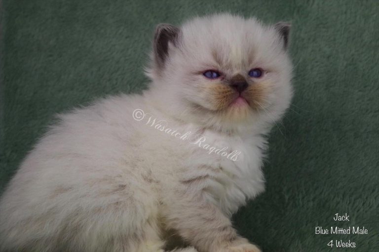 169150751 1167629457030039 2630971881615655318 n 1 768x511