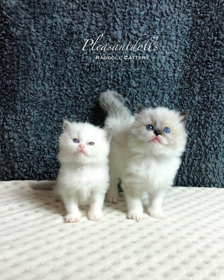 170526141 3614651135299712 8256829747578446696 n 1 768x959