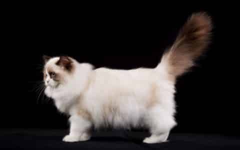 The Origin of Ragdoll Cats: A Comprehensive History