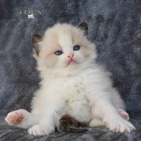 32240258 1087890168009337 203788437189296128 n 1.jpg nc cat111ccb1 3 nc siddbb9e7 nc ohc7Du ZsScXvoAX9EQpEs nc htscontent dfw5 1 1