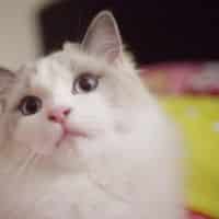 62314399 2297631580494695 4416372848793223168 n 1.jpg nc cat100ccb1 3 nc siddbb9e7 nc ohc3dtHbkxEwXIAX96tdC4 nc htscontent dfw5 2 1