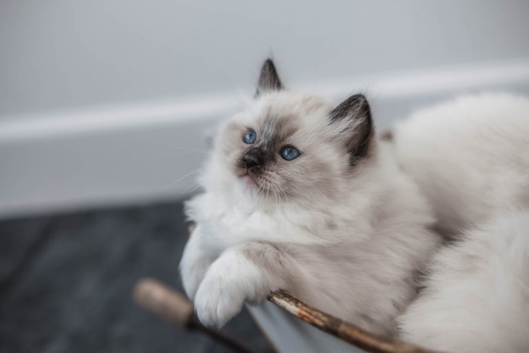 72912627 2701068369915423 6173088097186611200 n 1 768x512