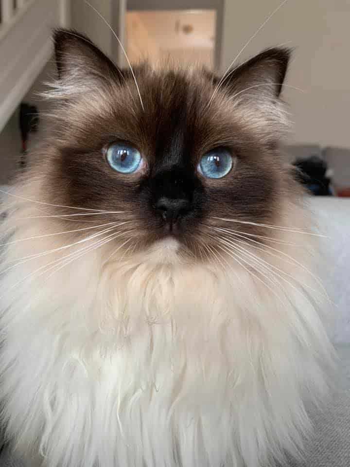 Sophistirags Registered Ragdoll Cat Breederin East Of EnglandCity Of 