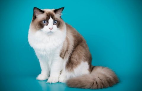 Types of Ragdoll Cats: A Comprehensive Guide