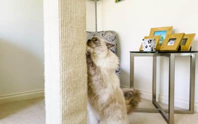 Why the SmartCat Ultimate Scratching Post is the Best Scratching Post for Large Cats